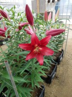 [5605 VH35 No01.JPG]